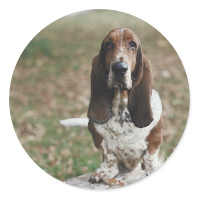Basset Hound Sticker by alternateworlds