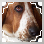 Basset Poster