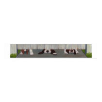Bassets at the Gate posters