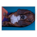 Bassett Hound cards