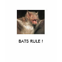 bat, BATS RULE ! t-shirts by James101 bat, BATS RULE ! t-shirts
