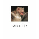 bat, BATS RULE !