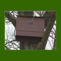 Bat Box Postcard by BoyScoutTroop102 Bat Box Postcard