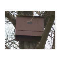 Bat Box Postcard