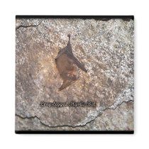 bat cave magnets