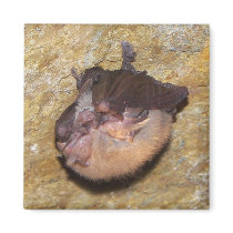 Bat Cave magnets
