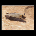 Bat Flew Near Me On A Rock postcards