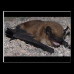 Bat In Cave postcards