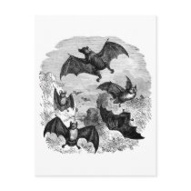 Bat Sketch Postcards