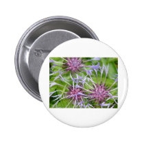 batchelor button buttons