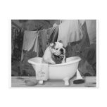 Bath time big fellow postcards
