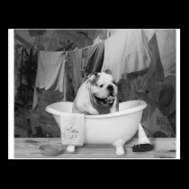Bath time big fellow postcards