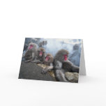 Bathing Monkey Family cards