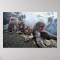 Bathing Monkeys Print