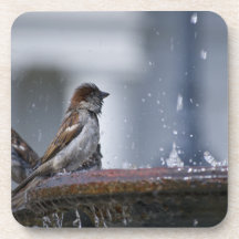 Bathing Sparrows Coasters