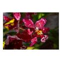 Batik Orchid posters