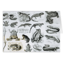 Batrachians and other Amphibia Card