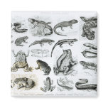 Batrachians and other Amphibia Refrigerator Magnets