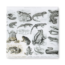 Batrachians and other Amphibia Refrigerator Magnets