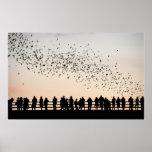 Bats of Austin - Austin, Texas posters