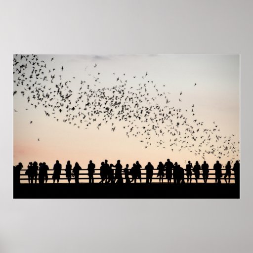 Bats of Austin - Austin, Texas Posters