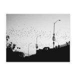 Bats over Austin Postcards