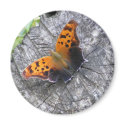 Battered Beauty magnets