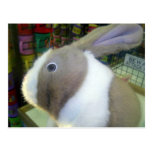 Battery Operated Bunny Toy Post Card
