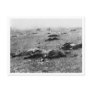 Battle of Gettysburg ~ Harvest of Death July 1863 Postcard