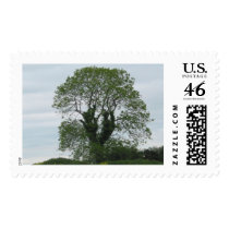 Battle of Knockanauss Tree