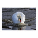 Battleship Swan Print