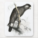 Baudin’s Cockatoo by Edward Lear Mouse Pads
