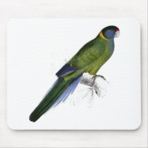 Bauer’s Parrakeet by Edward Lear Mousemats