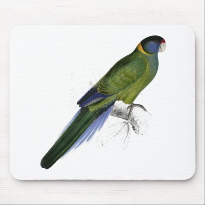Bauer’s Parrakeet by Edward Lear Mousemats by DejaVuParrots