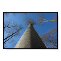 baum posters