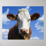 Bavarian cow against blue sky print