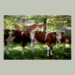 Bavarian Cows Print