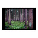 Bavarian Forest posters
