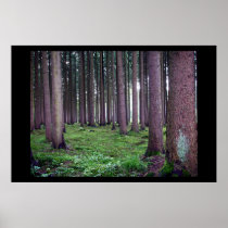 Bavarian Forest Poster