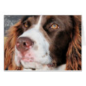 Baxter - English Springer Spaniel Photo-06 card