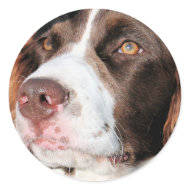 Baxter - English Springer Spaniel Photo-06 sticker