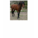 Bay Andalusian Stallion T Shirt