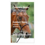 Bay Arab Horse Business Cards