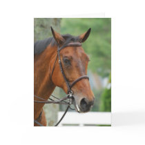 Bay Arab Horse Greeting Cards