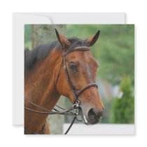 Bay Arab Horse Invitations