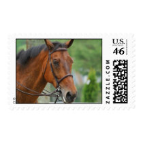 Bay Arab Horse Postage Stamp