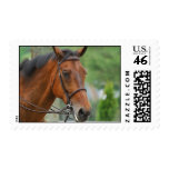 Bay Arab Horse Postage Stamp