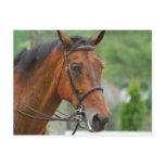 Bay Arab Horse Postcard