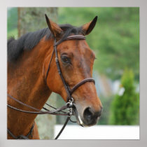 Bay Arab Horse Poster
