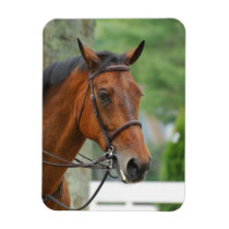 Bay Arab Horse Premium Magnet